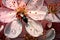 ladybug crawling on petals near flower center