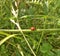 ladybug crawling on the stalk