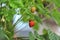 Ladybug crawling on a strawberry