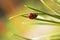 Ladybug crawling upside down on a fir needle