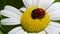 Ladybug crawls on a camomile flower