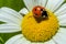 Ladybug crawls on a camomile flower