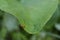 Ladybug crawls on green leaf