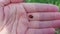 ladybug crawls on the hand. insect.