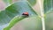 A ladybug crawls on a leaf close-up