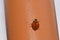 Ladybug Crawls on Orange Pole
