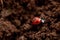 A ladybug crawls quickly over the dug-up black earth. close-up. macro