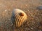 A ladybug crawls on a seashell on the beach sunset