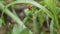 Ladybug crawls through summer grass. Bright red Ladybird crawling across a vivid green leaf. Lady Beetle or