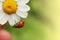 Ladybug on daisy