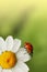 Ladybug on daisy flower