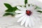 Ladybug on daisy flower