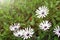 Ladybug on daisy flowers