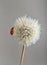 Ladybug on dandelion