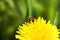 Ladybug on the dandelion