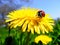 Ladybug on dandelion