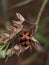 Ladybug on a dead dry leaves
