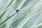Ladybug on the decorative green and white grass.  Arrhenatherum elatius bulbosum variegatum