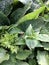 The ladybug descends from one nettle leaf to another