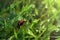 The Ladybug on a dewy grass