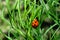 Ladybug on dill plant beautiful action in nature