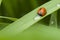 Ladybug drinks water from the rain drop