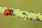Ladybug eating aphids