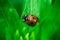 Ladybug eating on a leaf, Coccinellidae, Arthropoda, Coleoptera, Cucujiformia, Polyphaga