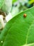 The ladybug eating leaves on the plant