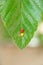 Ladybug and eggs