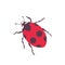 Ladybug - element for design. postcard, poster, icon, decor. insect