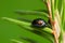Ladybug, Exochomus quadripustulatus on pine needle