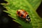 Ladybug explores a green leafs edge in a delicate balancing act