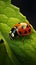 Ladybug explores a green leafs edge in a delicate balancing act