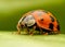 Ladybug extreme closeup