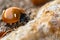 Ladybug feeding on fungus on tree trunk macro photography