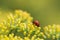 Ladybug on fennel flower