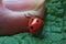 Ladybug on the finger