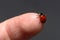 Ladybug on finger