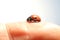 Ladybug on finger