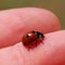 Ladybug on the fingers