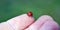 A ladybug on the fingertip,  ladybirds