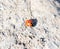 Ladybug on the floor. surface with gray grid background