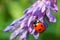 Ladybug on a flower