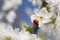 Ladybug on flower of blossoming fruit tree.