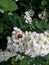 Ladybug on flower of blossoming fruit tree. Red Ladybird. Close up