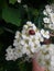 Ladybug on flower of blossoming fruit tree. Red Ladybird. Close up