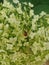 Ladybug on flower of blossoming fruit tree. Red Ladybird. Close up