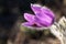 Ladybug on a flower of dream-grass. Pulsatilla patens on a blurred background in selective focus