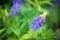 Ladybug on flower of lupine